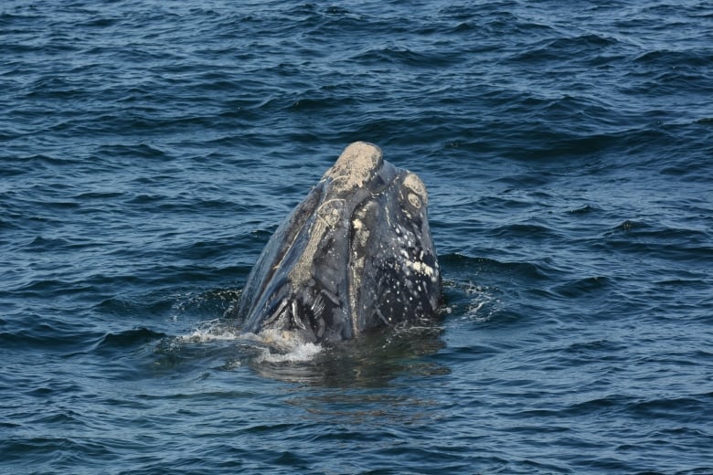 A close-up of the head of a North Atlantic right whale.