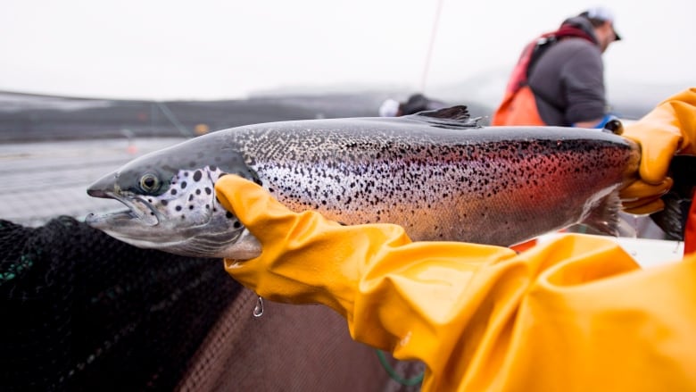 Someone wearing yellow gloves holds an Atlantic salmon