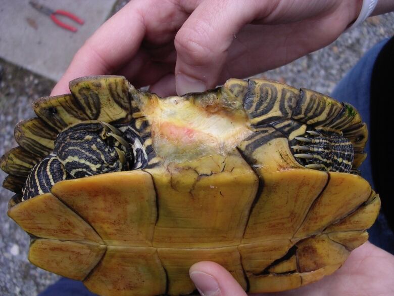 A turtle with an injury.