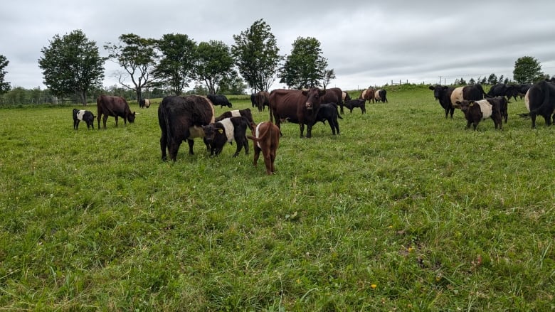 Cows in a pasture.