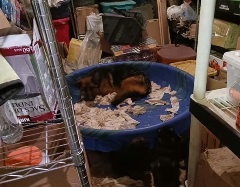 German shepherd sits in a blue plastic pool in a basement. There are only shreds of paper towel for bedding.