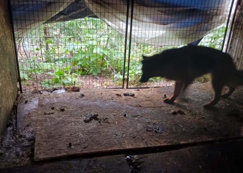 German shepherd kept in a kennel outside, standing on dirty plywood which is covered in urine and feces.