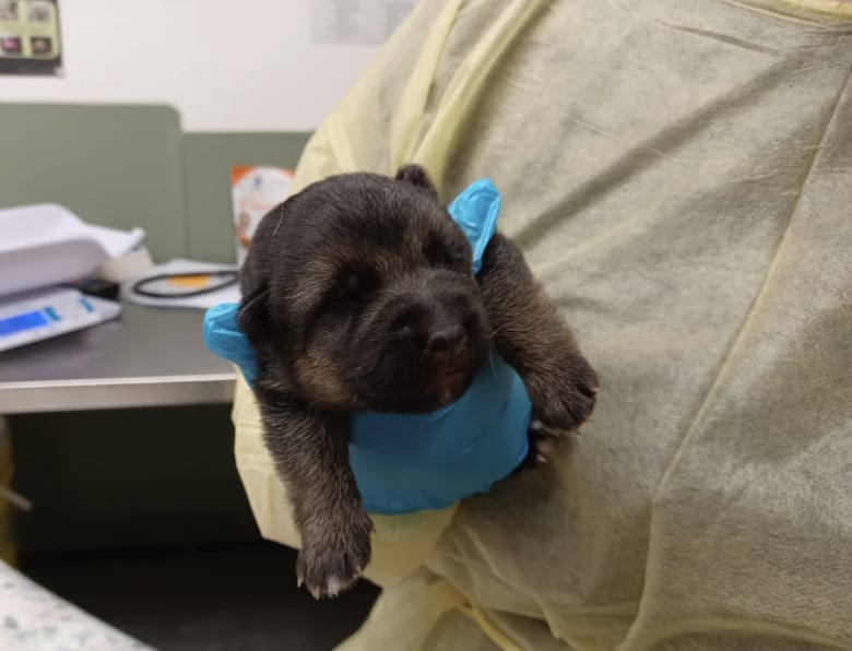 German shepherd puppy being held by someone with blue gloves.