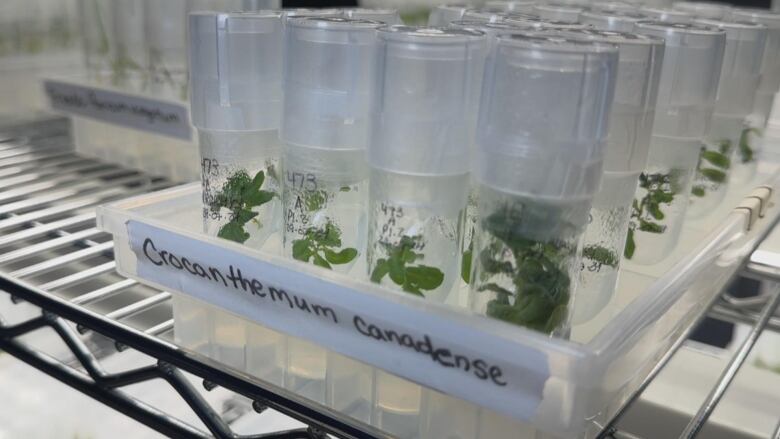 Plants on vials labelled Crocanthemum Canadense