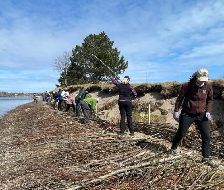 A group of people lay sticks on the ground by the shore to build a fence