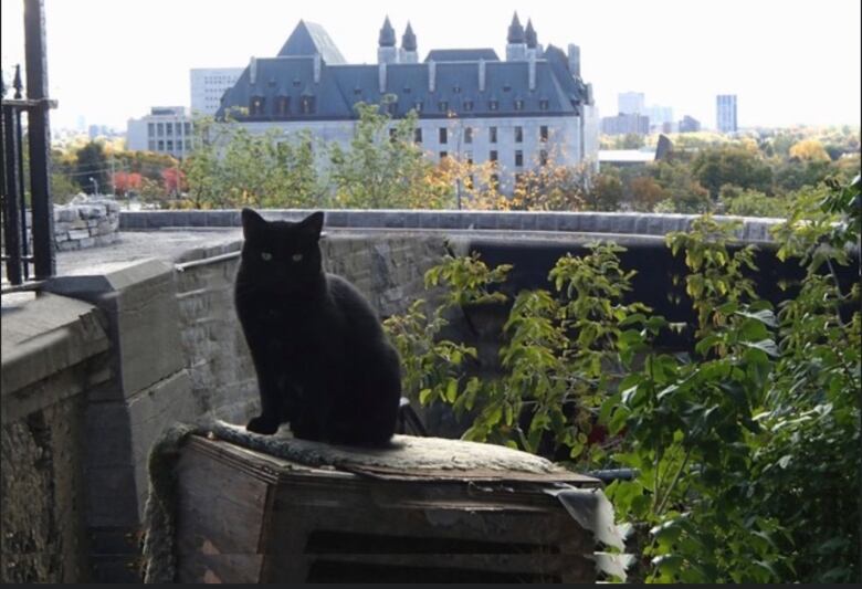 Coal Taurozzi poses for the camera with the Supreme Court of Canada in the background.