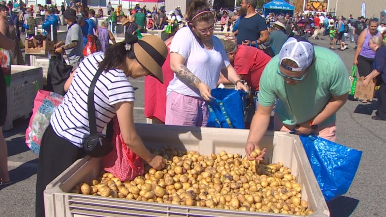 Three people picking up potato from a crate at what looks like an open market space.