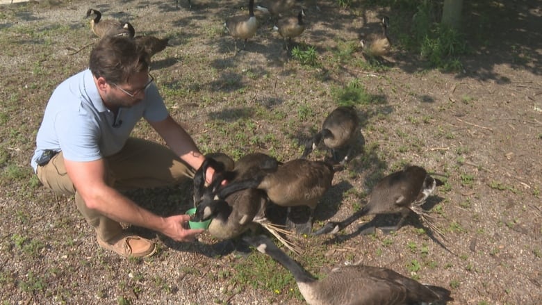 A man crouching with geese around him. The geese have wings that appear not to have feathers