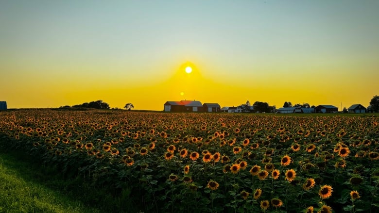 The sun hangs low over a field of sunflowers.