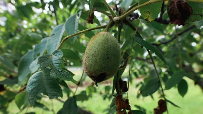 butternut seed and branch