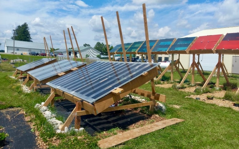 Various solar panels are shown with different plants underneath.