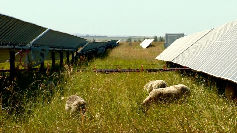 Three sheep have their heads down in the grass between rows of solar panels.