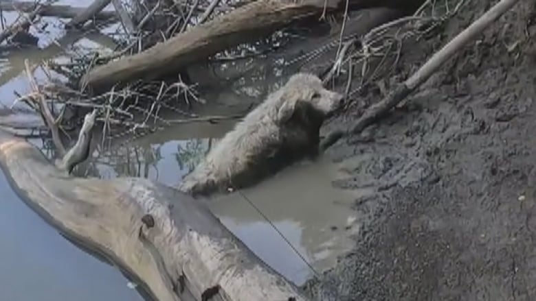 A dog stuck in muddy water.