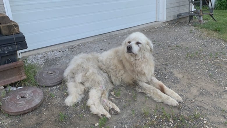 A white dog.