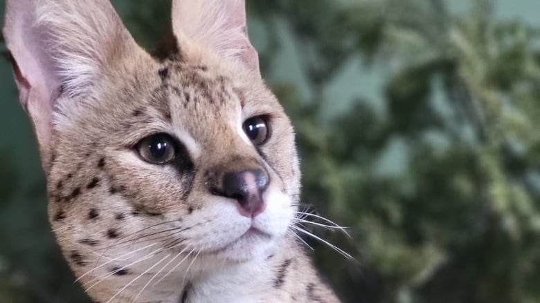 A portrait image of a spotted African serval cat.