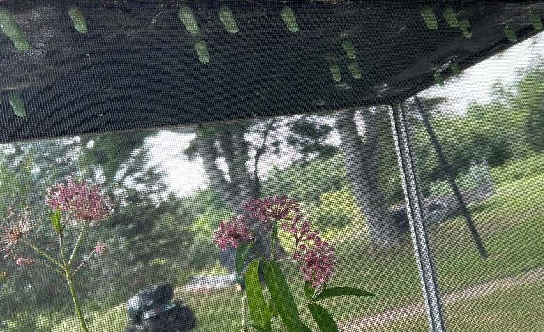 Monarch butterfly chrysalis on the roof of an enclosure.