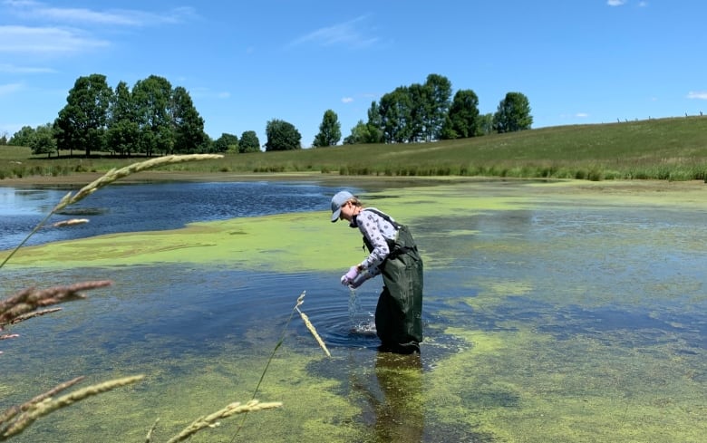 A woman in hip waders stands in a pond