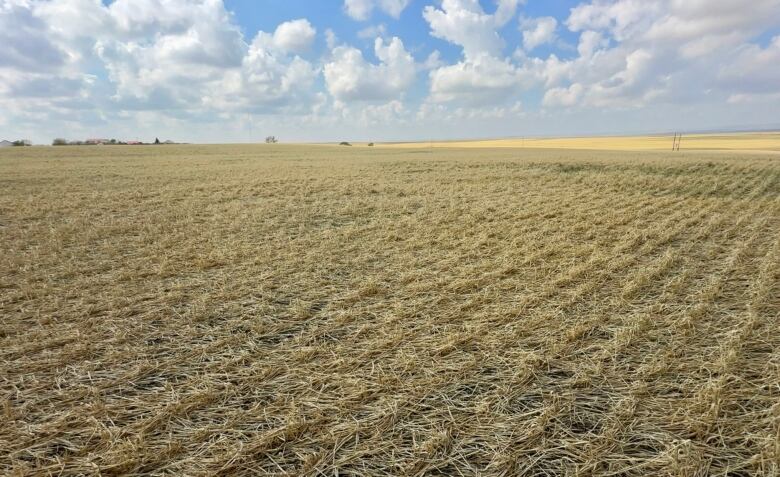 A hail damaged barley crop near Milo, Alta. Barley and pea crops are especially vulnerable to hailstorms, according to the Agriculture Financial Services Corporation.