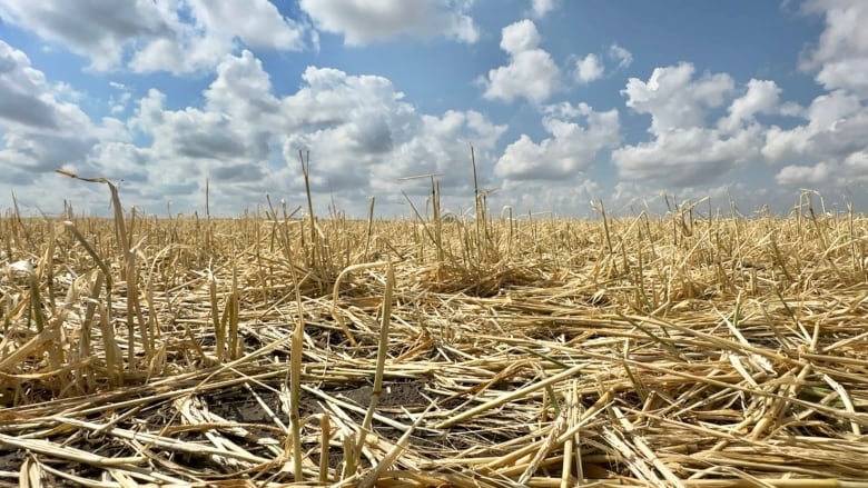 Some farmers in Vulcan County saw their entire crop ruined by hail, said the county's director of agriculture Deanna Heather. 