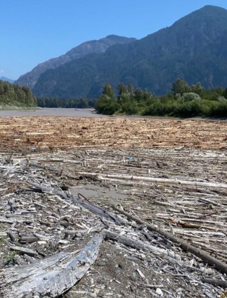 A pile of woody debris floats on the river. 