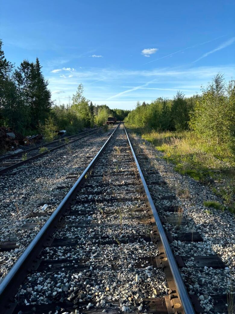 Rail tracks on a forest