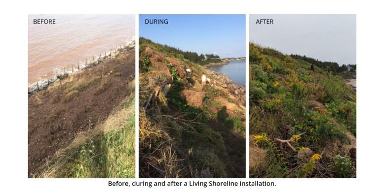 Three side by side photos of a coastal bank in various stages of repair.