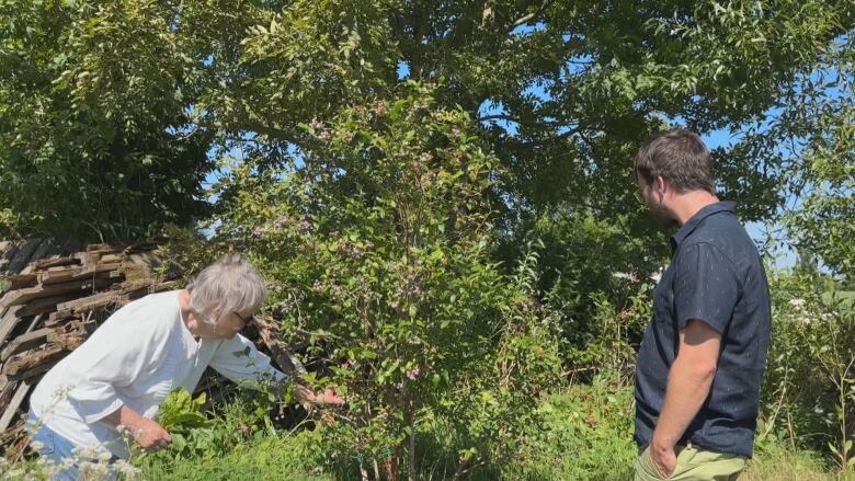 a woman picks berries while a man chews on some looking at the bush 