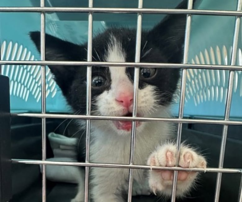 A kitten with black and white fur paws at the caged door of a black and blue cat carrier.