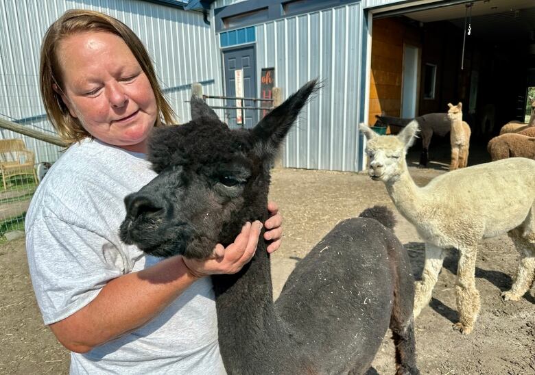 A woman cuddles the face of a large black alpaca in the pen of a farm, while other alpaca's watch on.