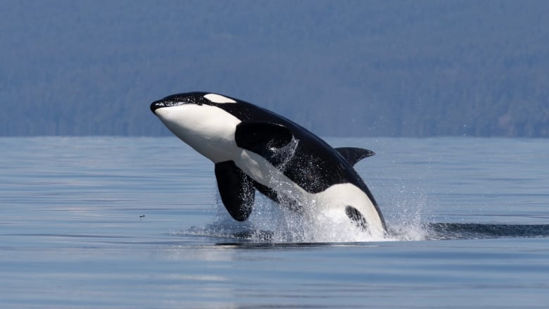 An orca jumps out of the water