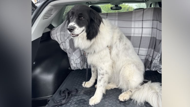 A dog with black and white fur sits in the trunk of a car