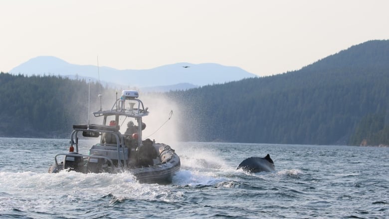 A boat in the ocean near two humpback whales. 