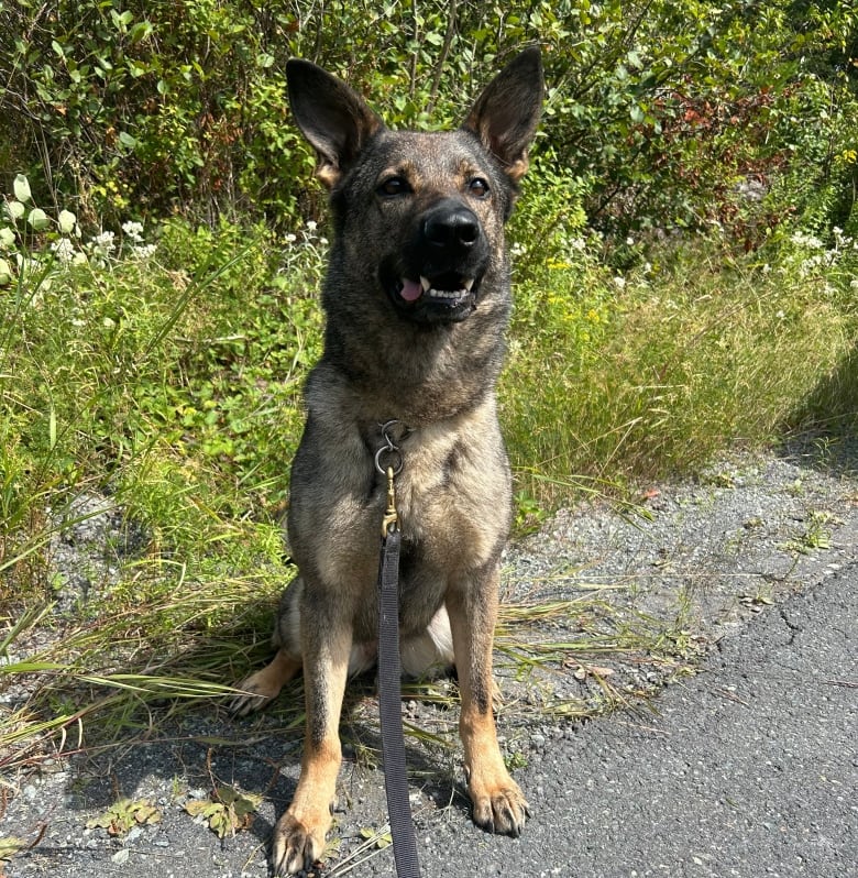 A German Sheppard sits on the side of a road.