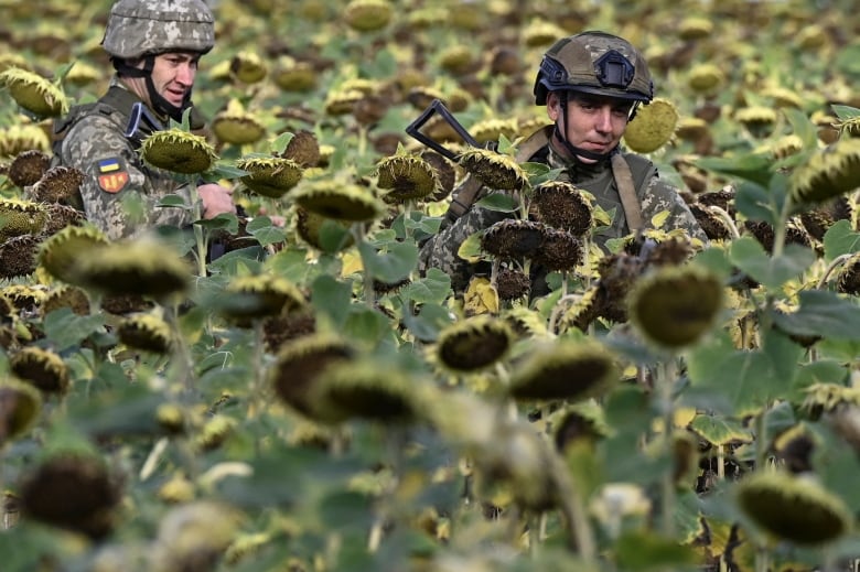 Two men in military gear walk in a  sunflower field