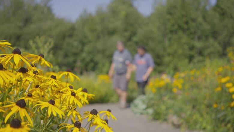 Brown Eyed Susans are in the foreground of an image showing Fredericton Botanic Garden.