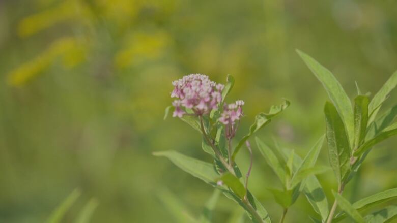 A singular flower of Swamp Milkweed sits in the middle of the frame. It is in full bloom this August.