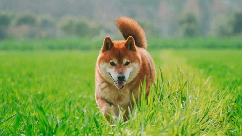 A red Shiba Inu running through a green field.