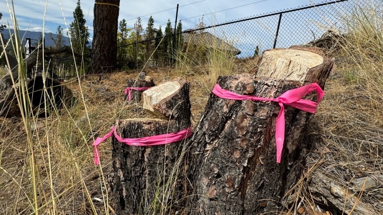 Chopped down tree stumps sitting on a slope with a pink ribbon tied to them.