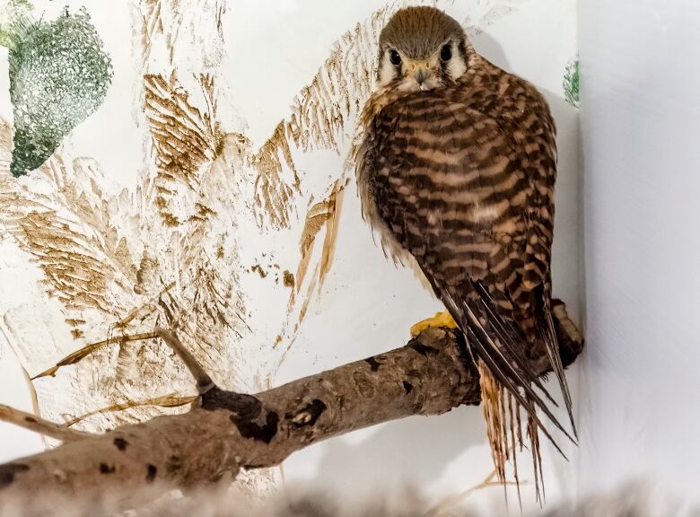 a bird of prey stands on a thick branch and looks directly at the camera.