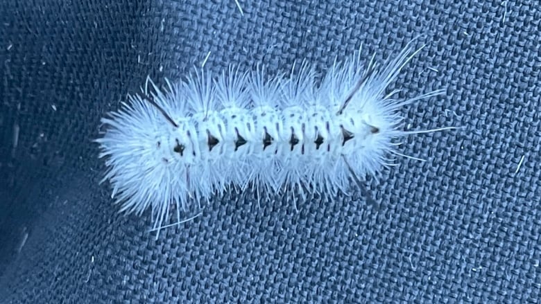 A fuzzy, white caterpillar with black markings on a grey cloth.