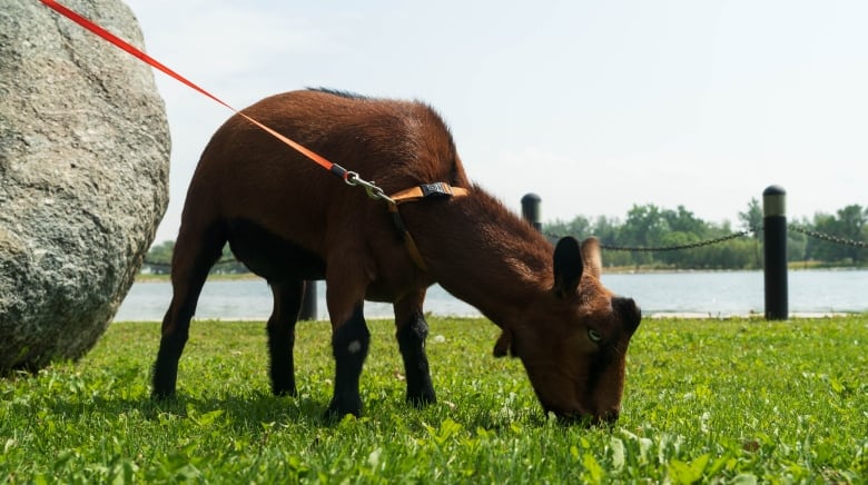 A small brown goat with black legs and an orange leash on stands and leans over on green grass