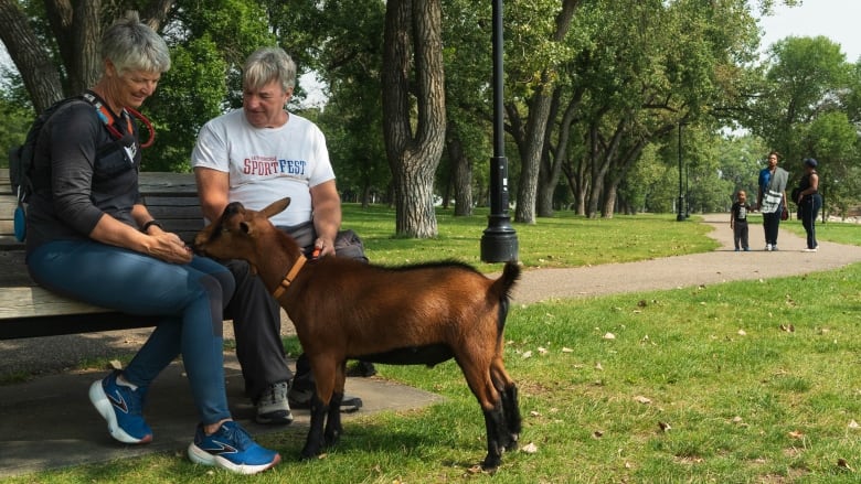 A woman sits on a wooden bench next to a man in a white t-shirt and grey trousers with a brown goat as three people look on in the background