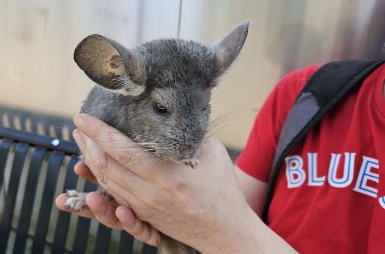 A chinchilla in a man's hand.