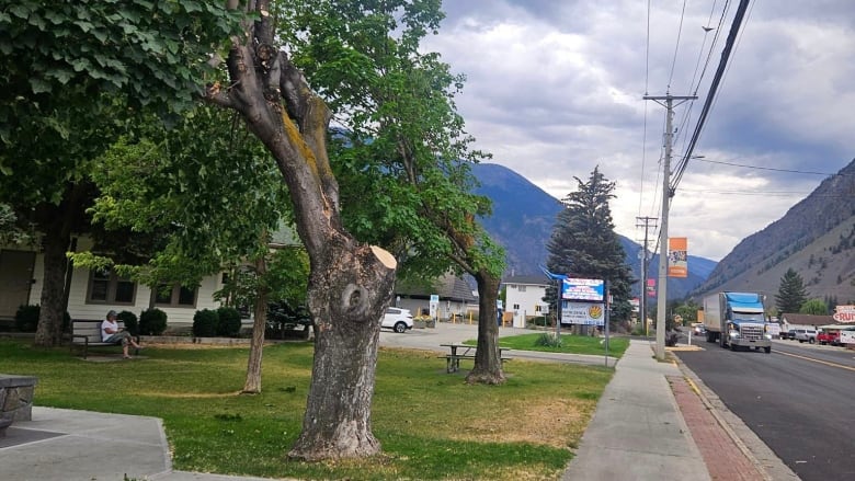 A tree had a big branch cut off. 