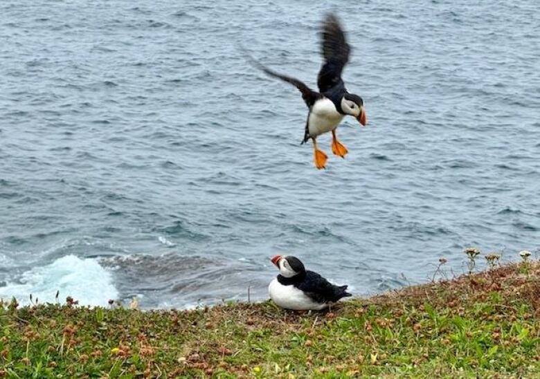 A puffin at Elliston almost lands on another puffin.