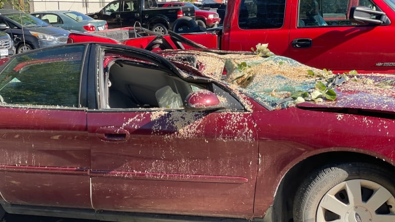 A red car crushed by a tree.