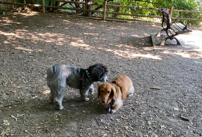 two dogs at Ramsden Park