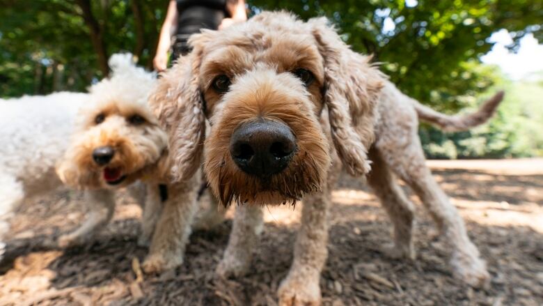 Dogs roam about in Ramsden Park in Toronto, Monday, Aug. 26, 2024. A group of commercial dog walkers in Toronto are speaking out against a new municipal policy that bans them from working at a downtown dog park. THE CANADIAN PRESS/Paige Taylor White