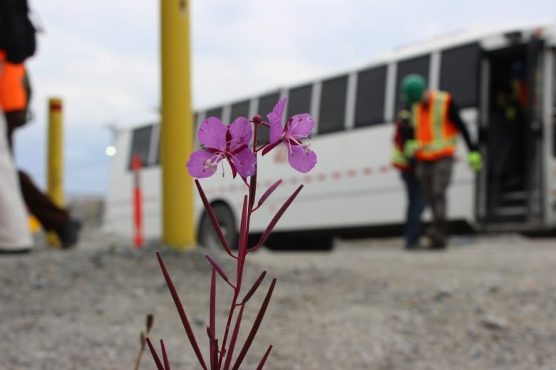 Fireweed in the foreground and people getting off a bus in the background.