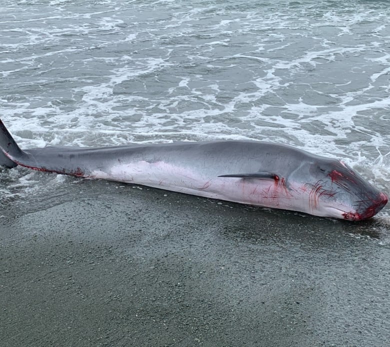 A grey-coloured whale that's about three metres in length. It's head is square shaped.